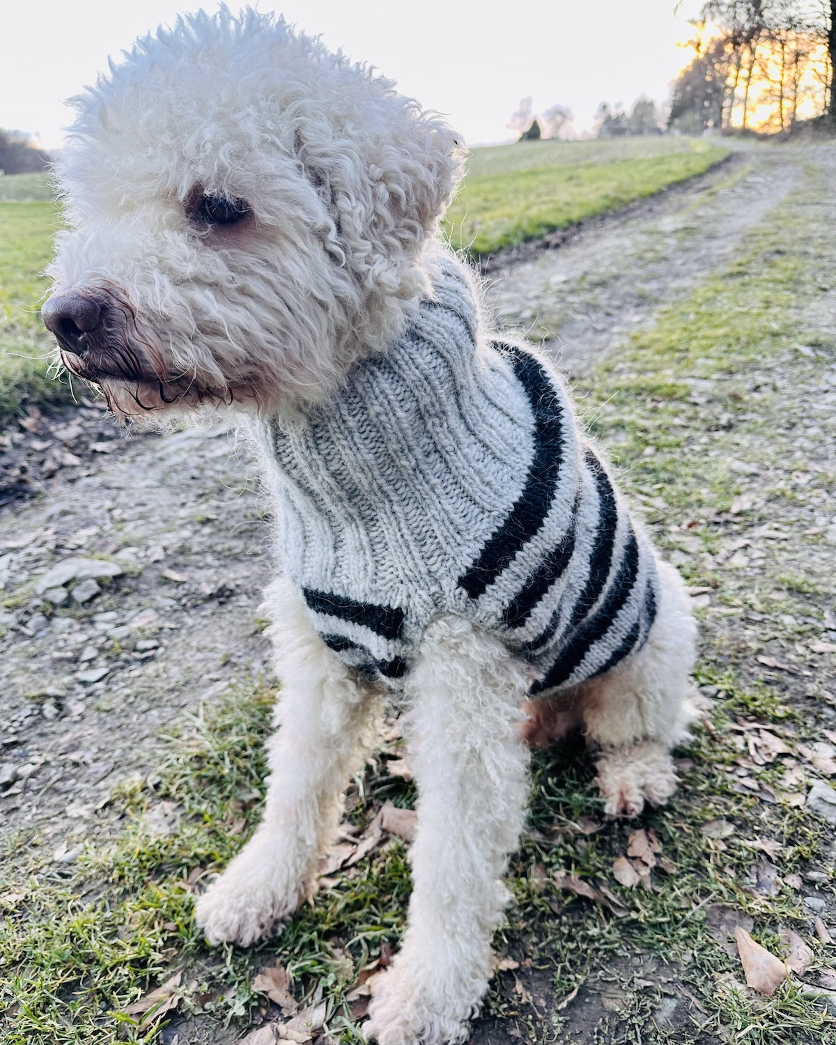 Dog Sweater Black Sheep (PDF) - pattern
