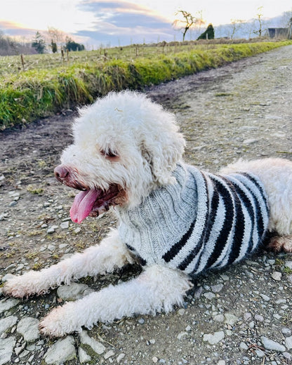 Rabea von gute-garne Hundepullover Black Sheep mit Alafosslopi von Lopi Island 4