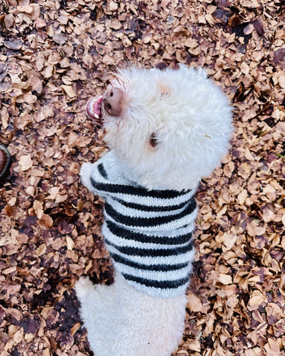 Dog Sweater Black Sheep (PDF) - pattern